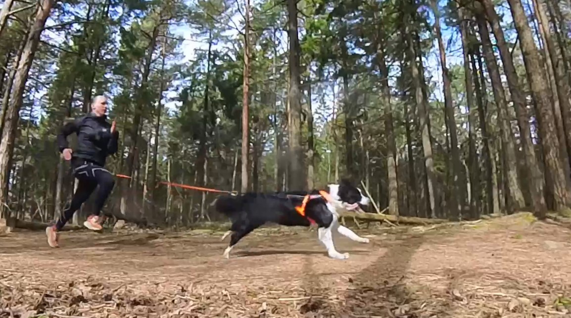 Canicross - kvinde løber med hund