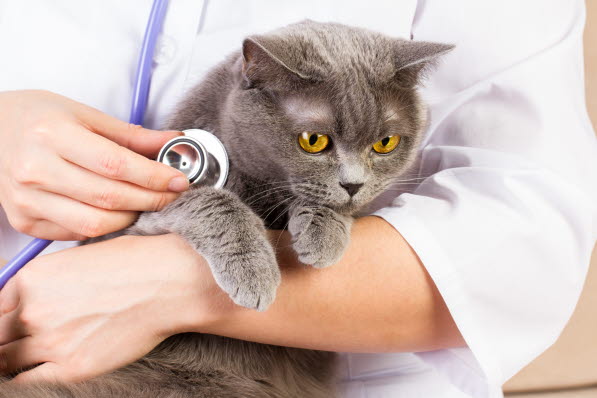 kat bliver undersøgt af dyrlæge