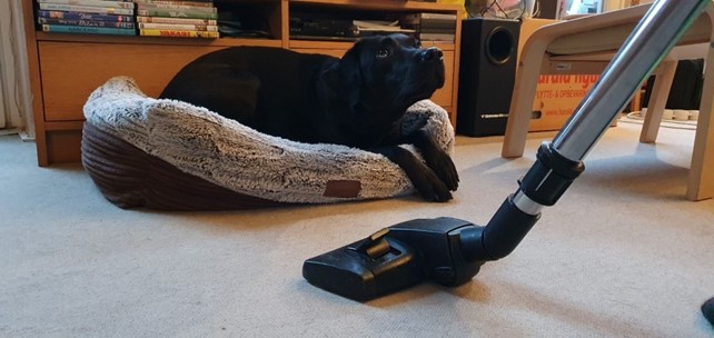 Hund ligger i kurv mens der støvsuges