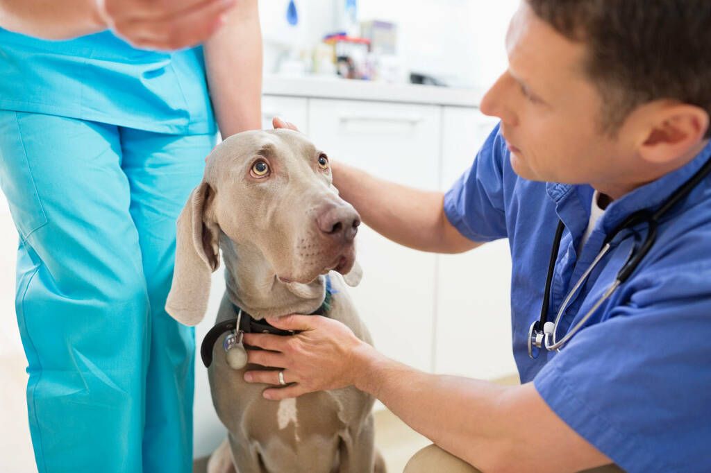Dyrlæge undersøger hund for egeprocessionslarven