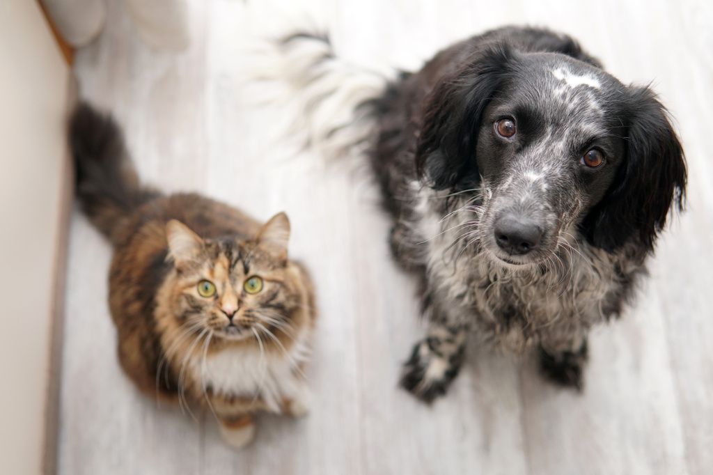 Hund og kat