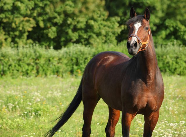 Hest på varm sommerdag