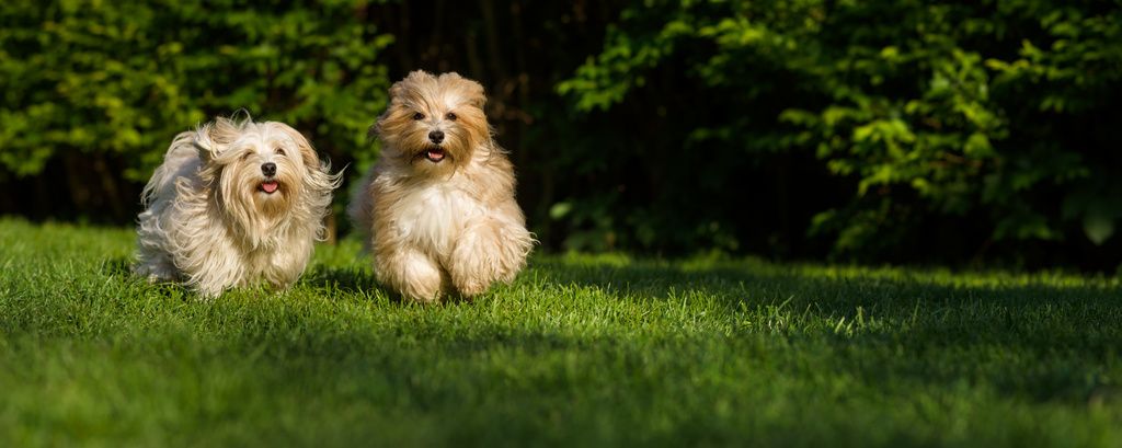 To bichon havanais løber henover en græsplæne