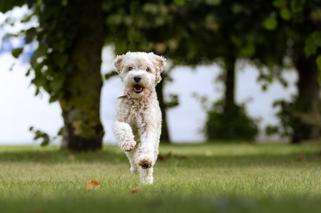 Cockapoo løber og leger udenfor