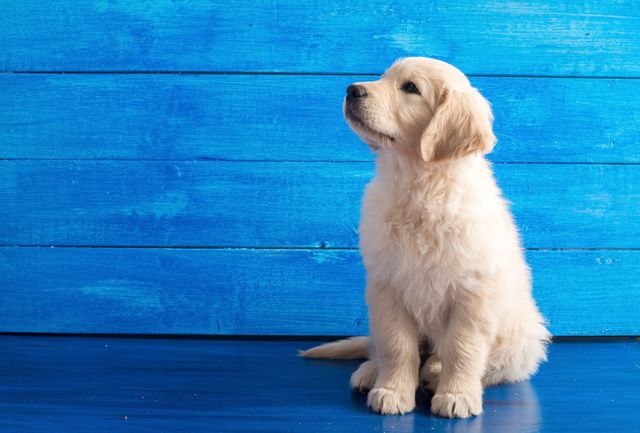Golden  retriever hvalp sidder foran en blå væg