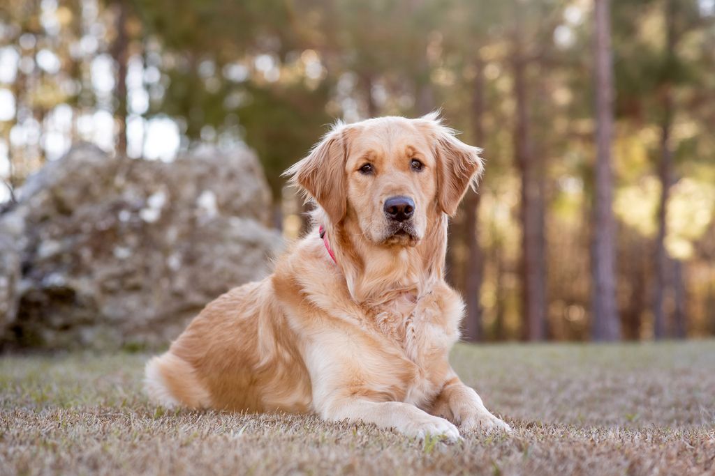 Hund ligger udenfor