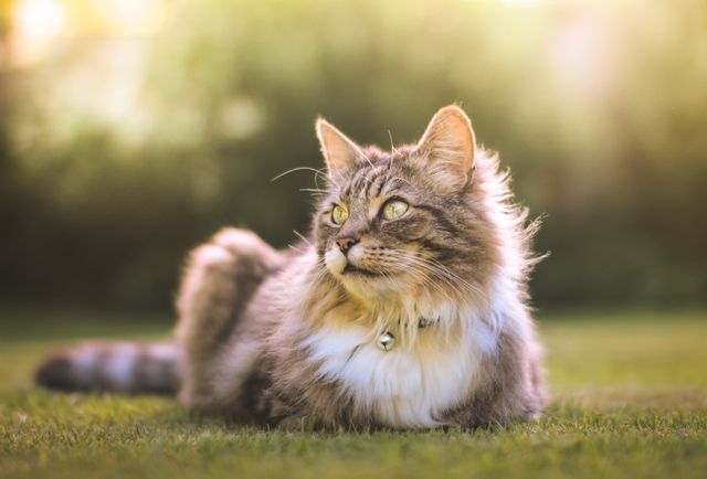 Utekatter kan få mask och behöva avmaskas.