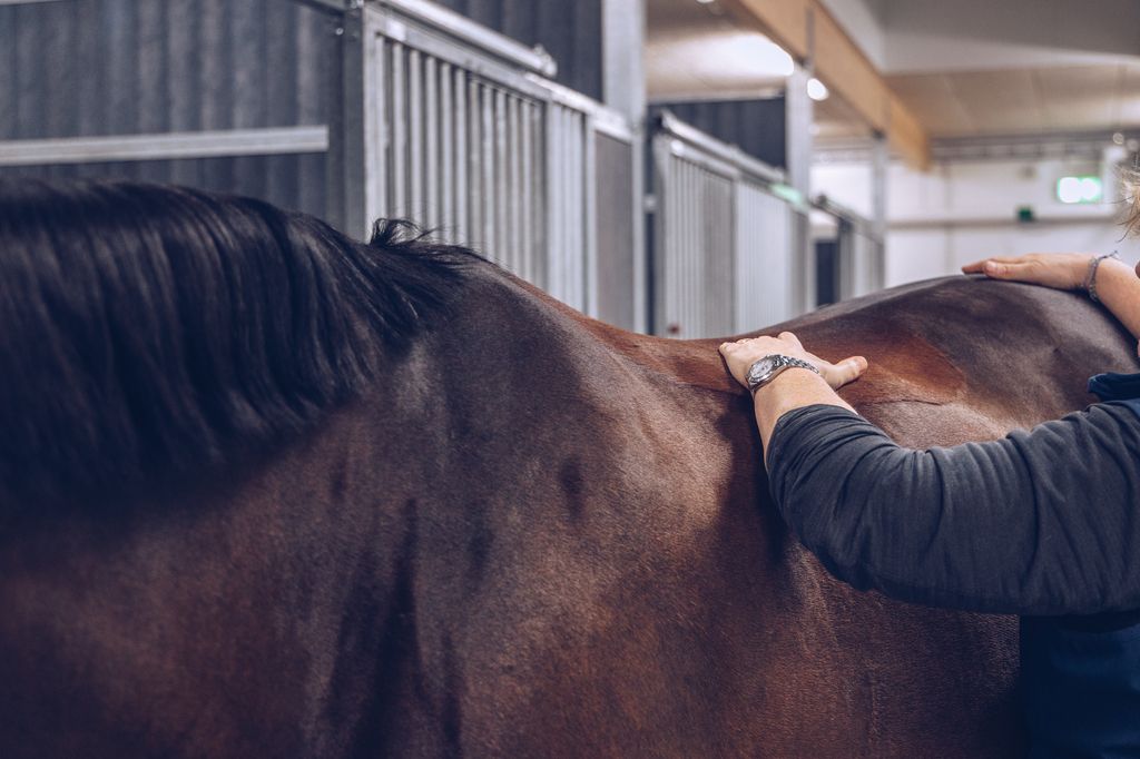 Cushings syndrom hos hest ses bl.a. ved forandringer i hestens pels