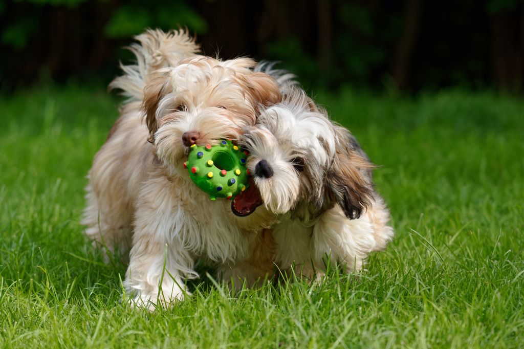 To små bichon havanais hunde leger sammen på græsset