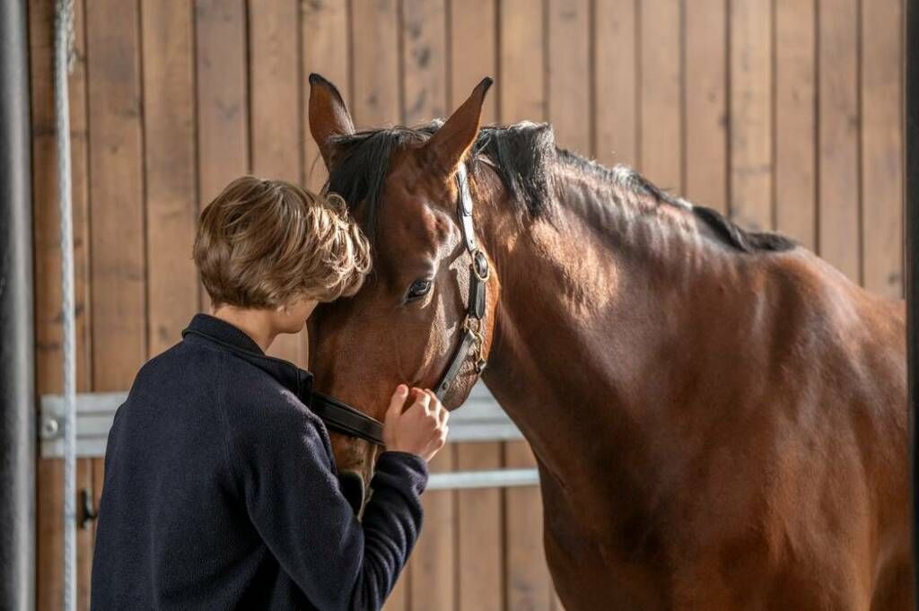 Dreng krammer hest