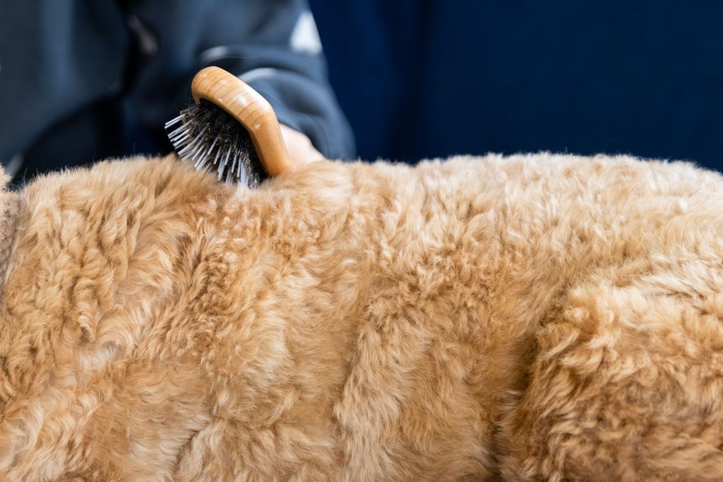 Golden doodle bliver redt