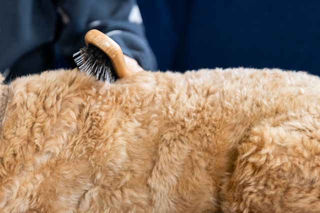 Golden doodle bliver redt