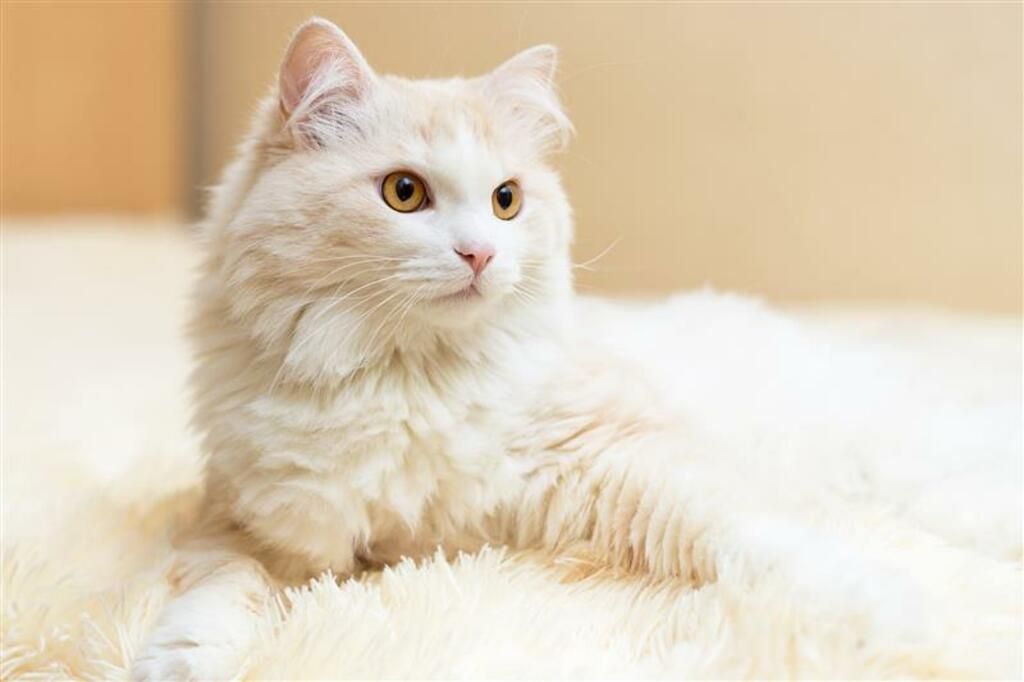 Tyrkisk angora ligger indenfor