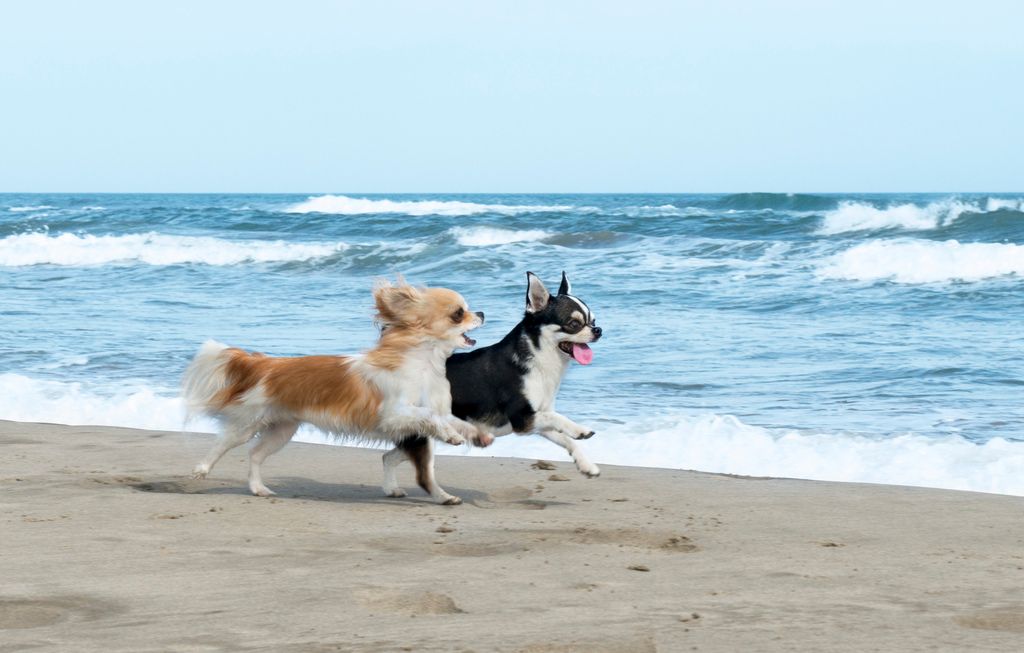 To chihuahuaer løber på stranden