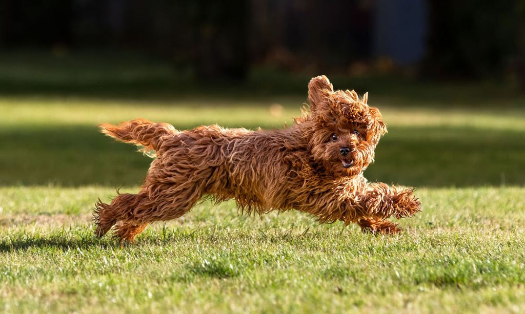 Maltipoo pels tæt på