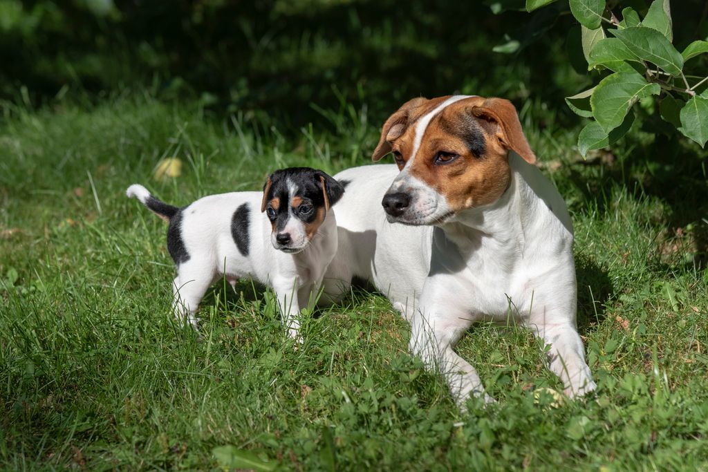 Dansk/svensk gårdhund ligger i græsset med en hvalp