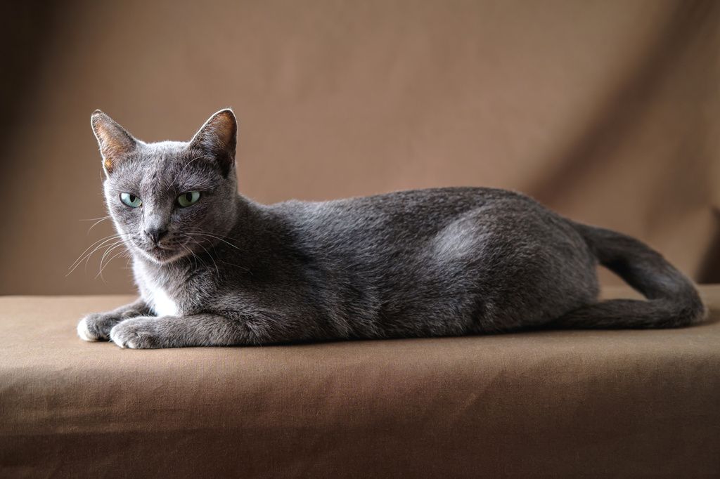Korat kat ligger på en sofa