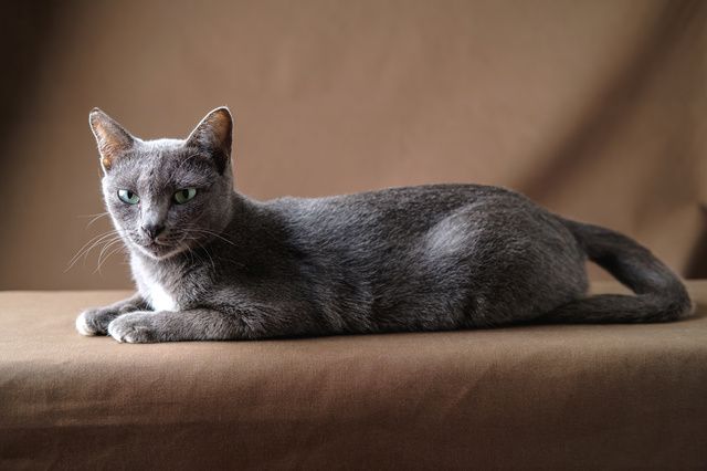Korat kat ligger på en sofa