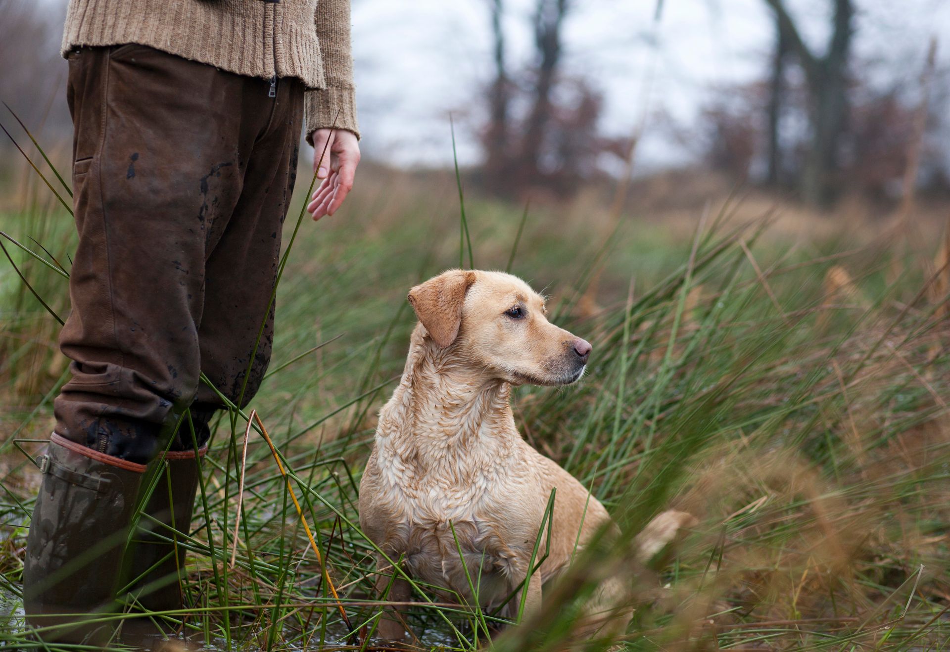 Labrador er på jagt med sin ejer