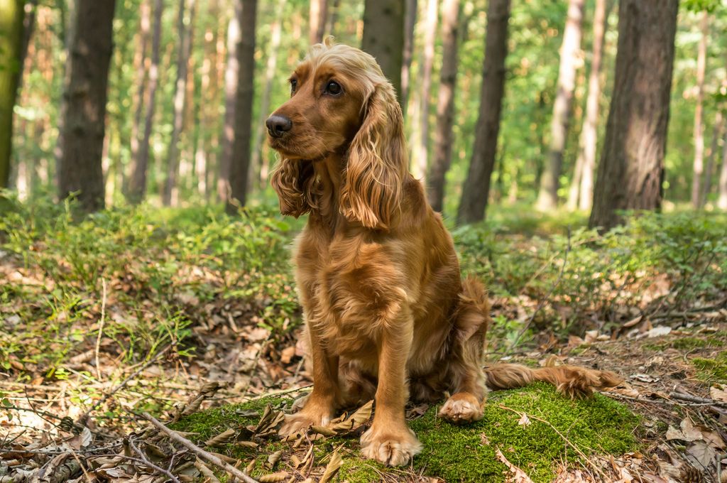 Engelsk cocker spaniel sidder i en skov