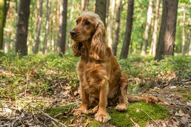 Engelsk cocker spaniel sidder i en skov