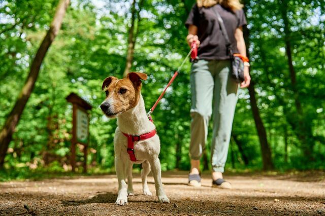 Kvinde og hund går tur i skov