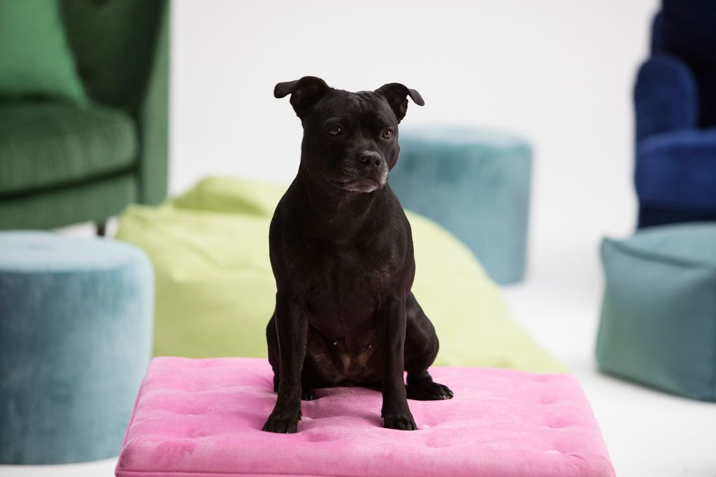 En staffordshire bull terrier sidder på en pude