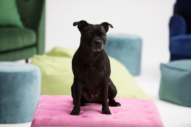 En staffordshire bull terrier sidder på en pude