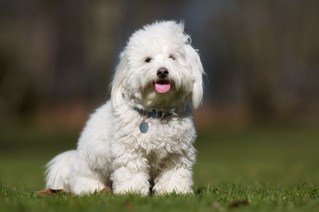 Coton de tulear, også kaldet en bomuldshund, sidder på en græsplæne