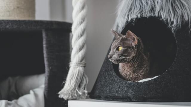 Kat sidder i en kattehule og kigger ud