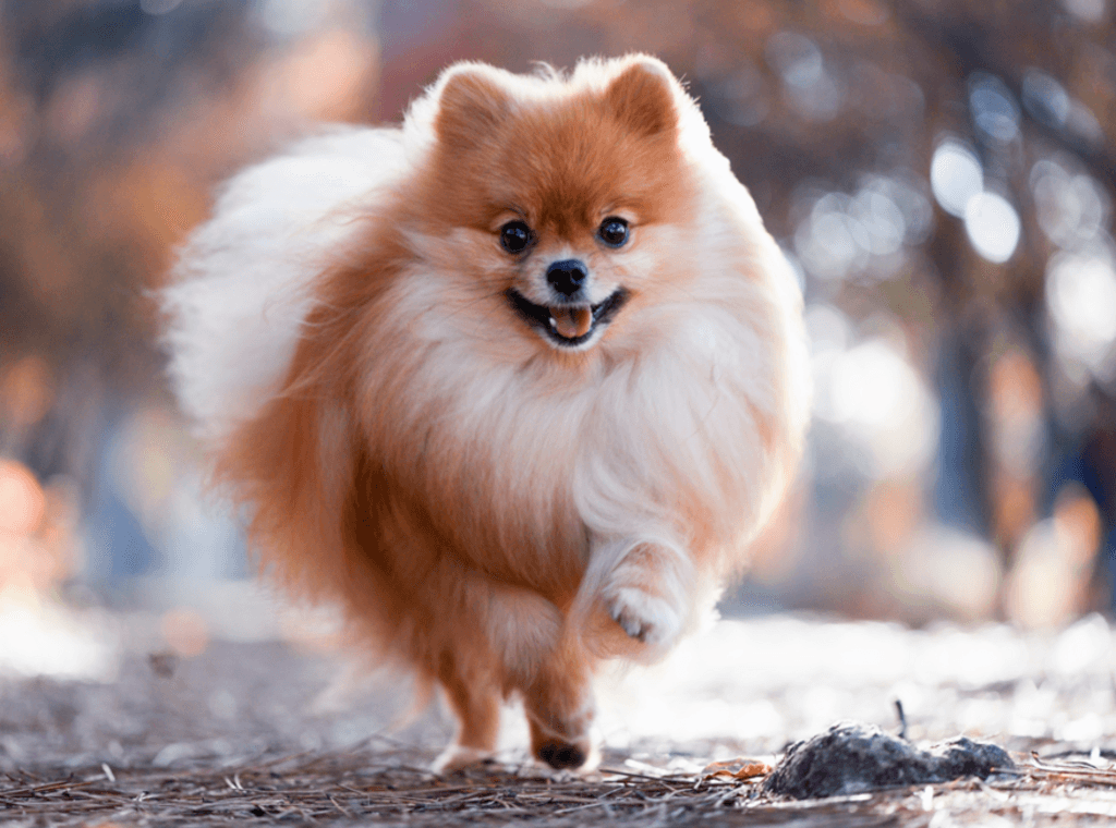 En pomeranian løber udenfor