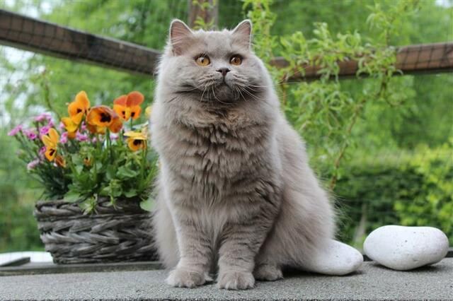 British longhair sidder udenfor