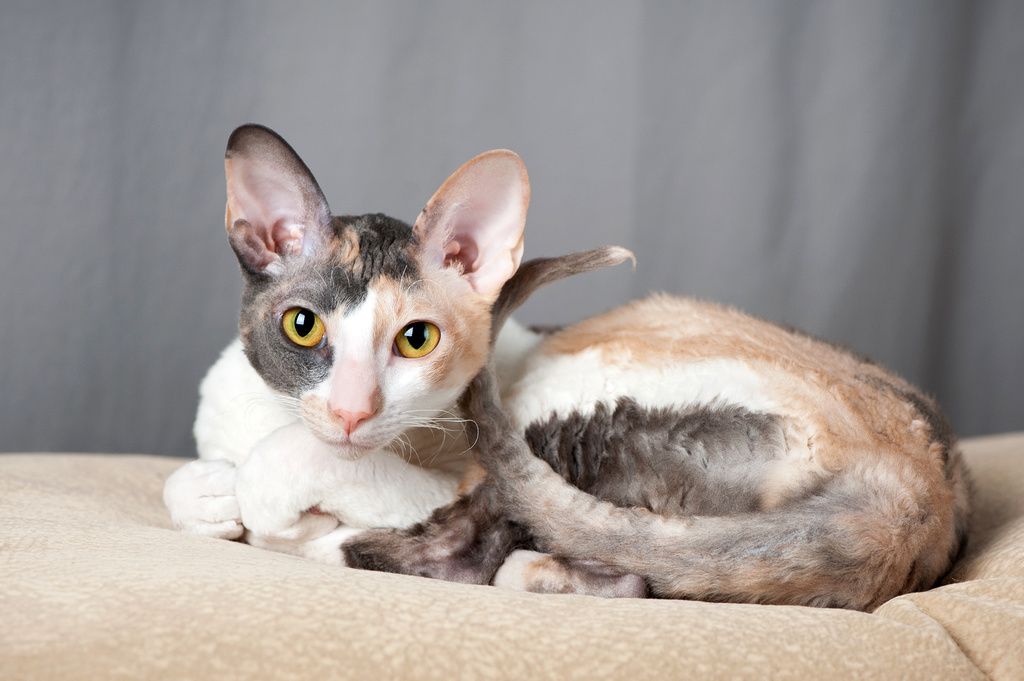 En cornish rex ligger på en pude indenfor