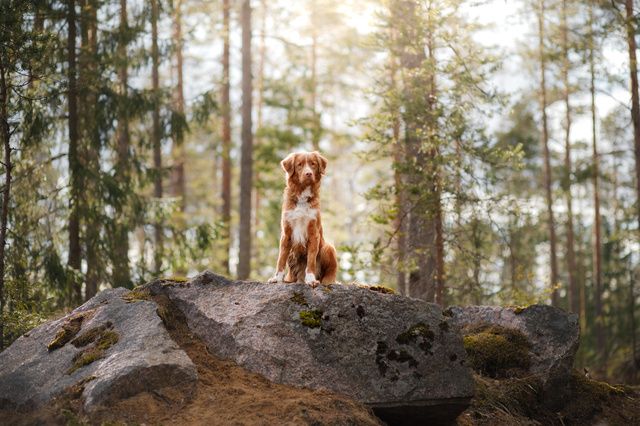 Hud sidder på sten - Hugormen findes næsten overalt i naturen, men de ses hyppigt i stengærder og i hedelandskaber. 