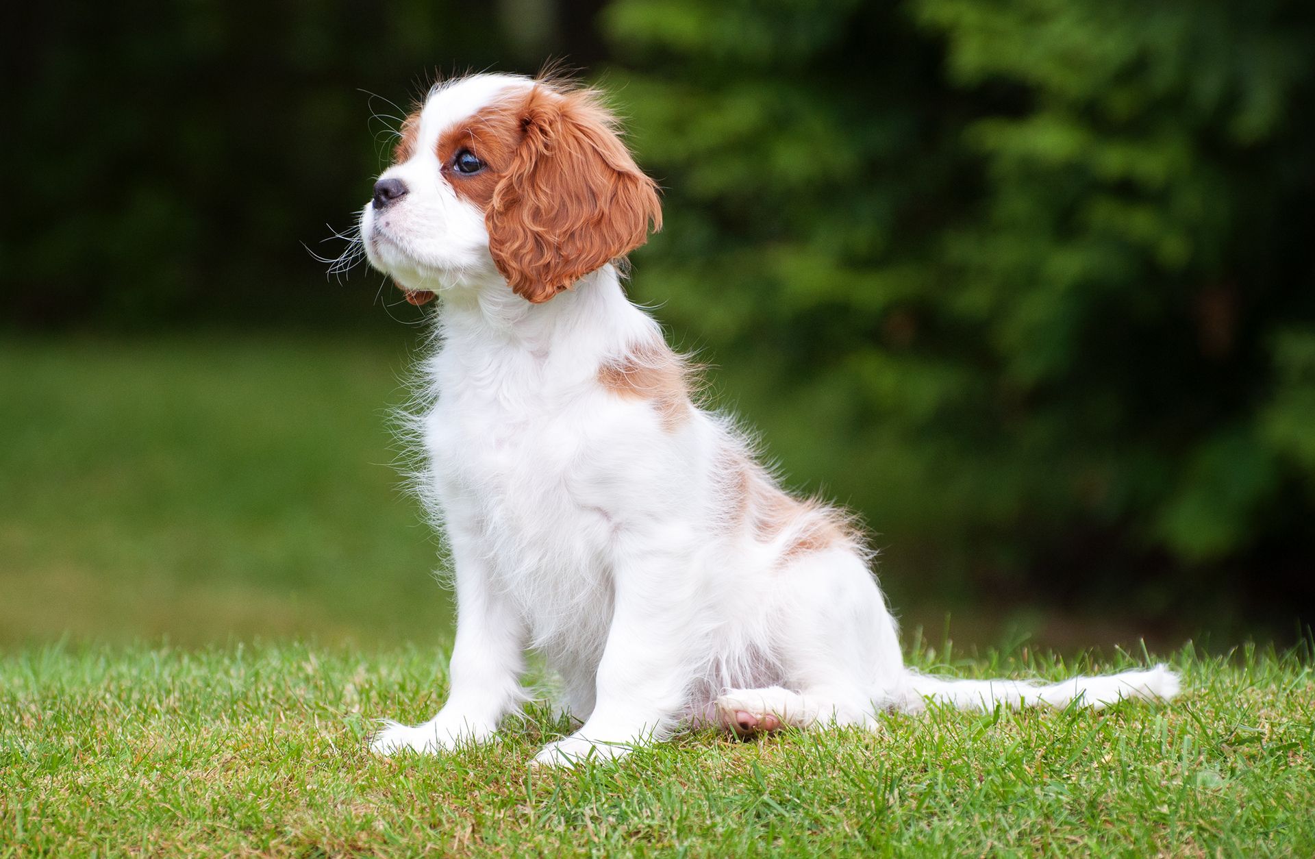 Cavalierhvalp sidder udenfor og kigger