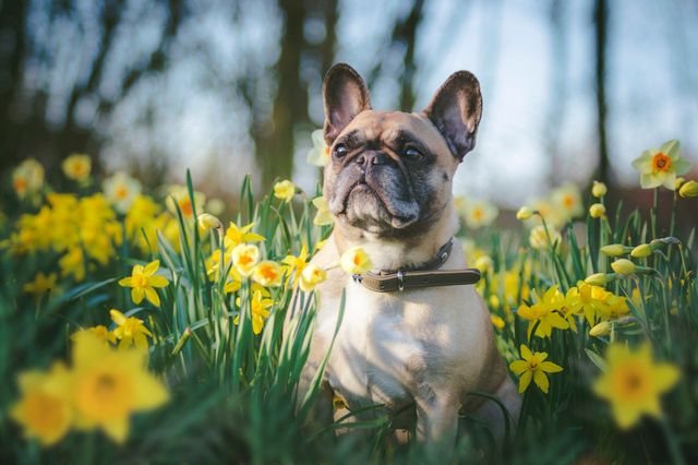 Fransk bulldog på mark med blomster
