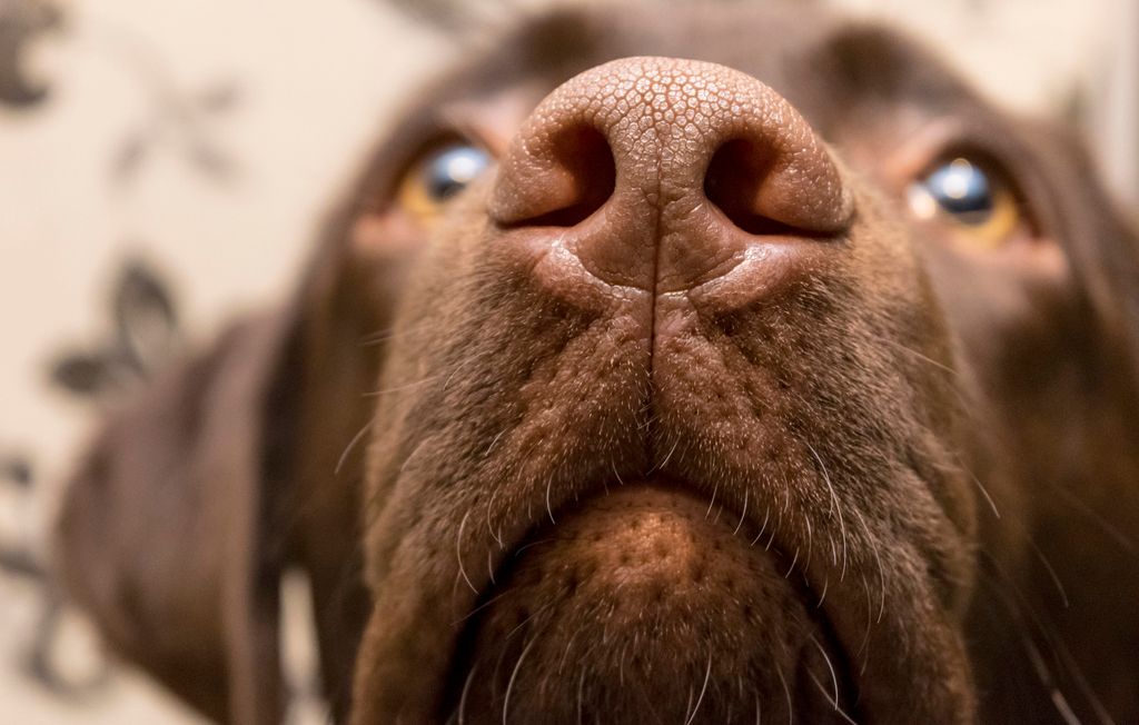 Hund er ved at lave snudedut