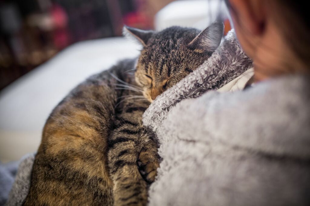 Kat ligger og spinder på sin ejer