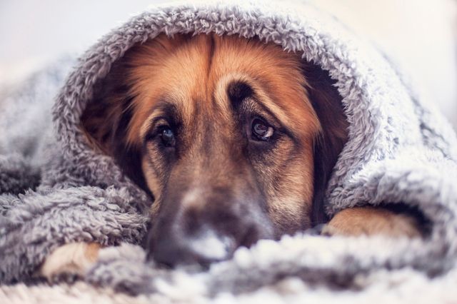 Hund der er bange for støvsugeren