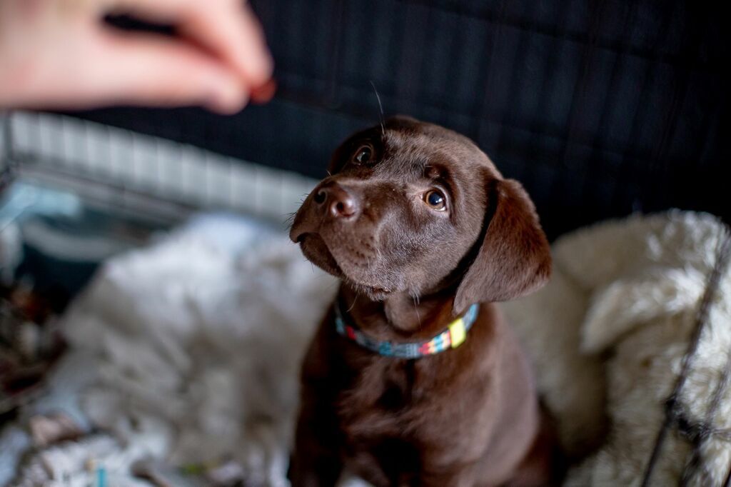 Hund kigger på godbid