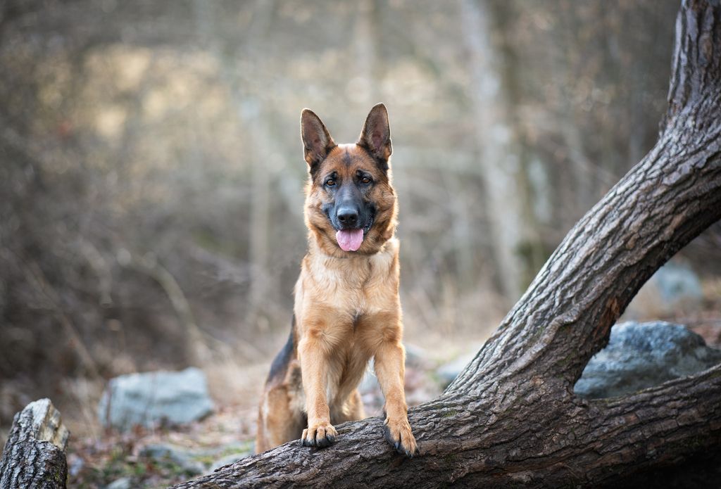 Schæferhund står med forpoterne på en træstamme