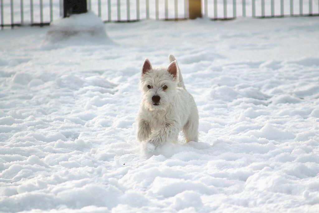 West highland white terrier i sne