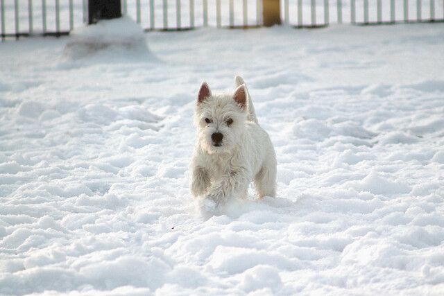 West highland white terrier i sne