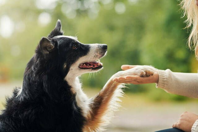 Hund giver pote