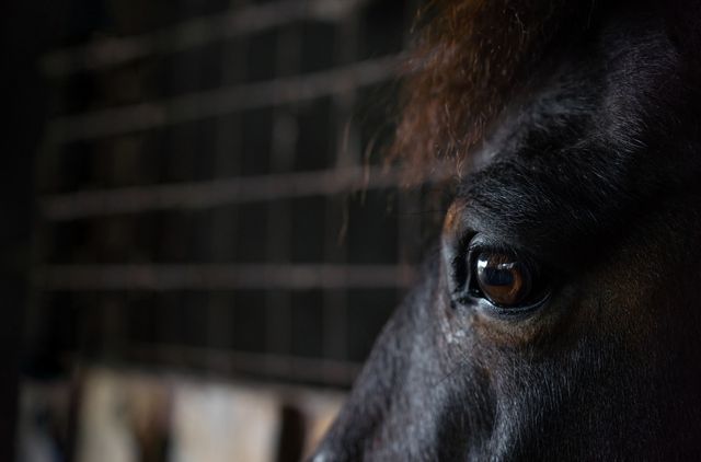 Hest der ser stresset ud
