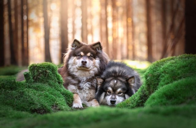 Finske lapphunde ligger i en skov