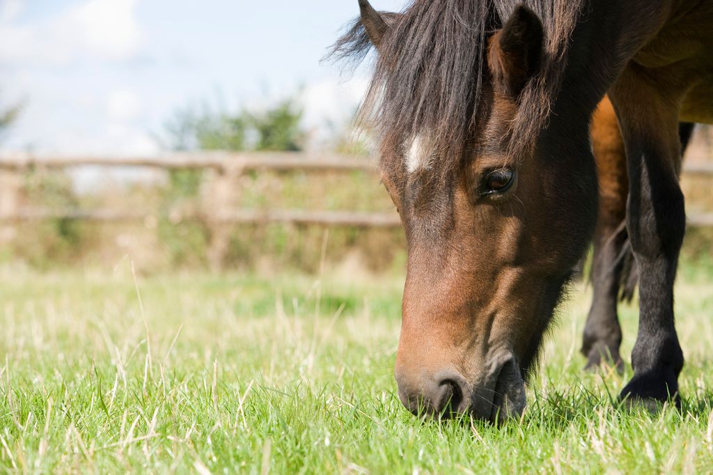 Hest spiser græs på en fold