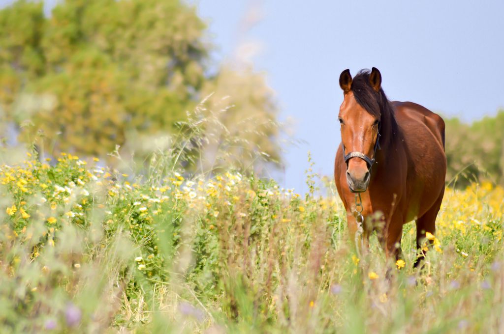 Hest er på sommerfold