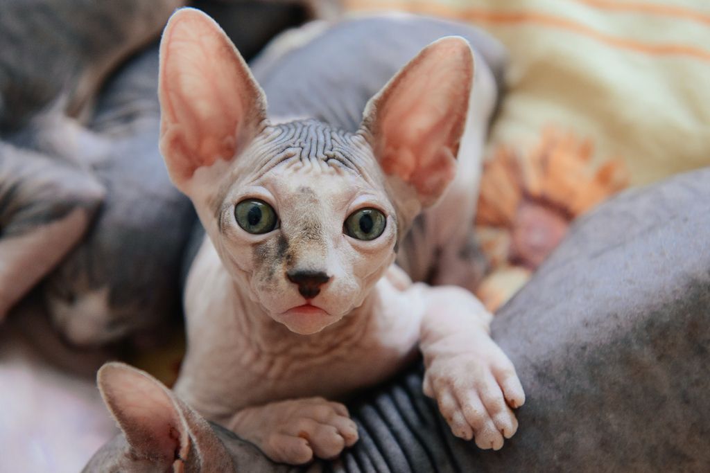 Sphynx kigger ind i kameraet