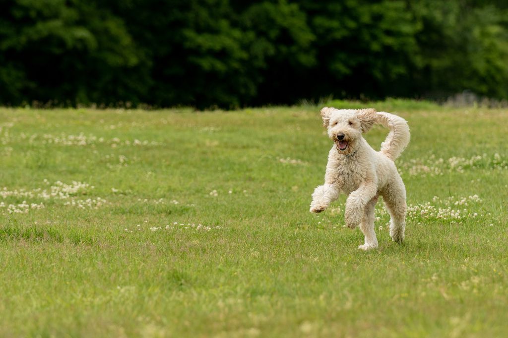 labradoodle løber over en græsplæne